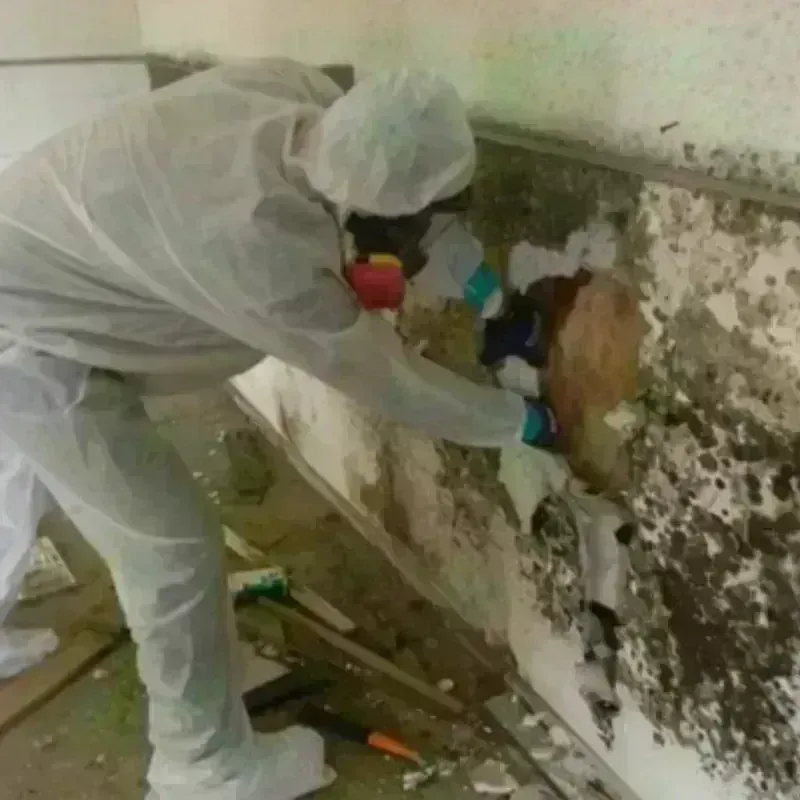 Mold Remediation and Removal in Fort Branch, IN